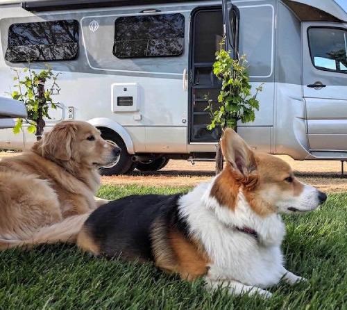 Laika & Tavo insieme per la sicurezza degli amici a quattro zampe